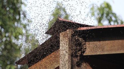 bees swarming a beehive