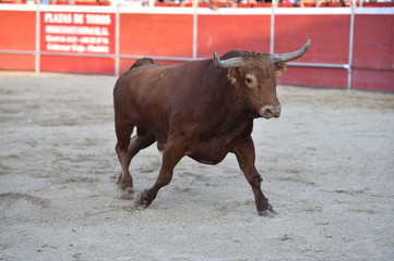 toro español en una plaza de toros