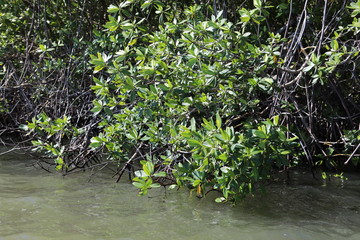 Mangroven