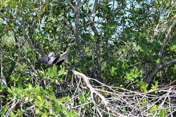 Kormoran