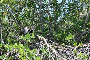 Fototapeta premium Kormoran