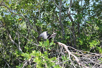 Kormoran
