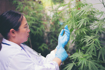 scientist with mask, glasses and gloves checking hemp plants in a greenhouse. Concept of herbal alternative medicine, cbd oil, pharmaceptical industry