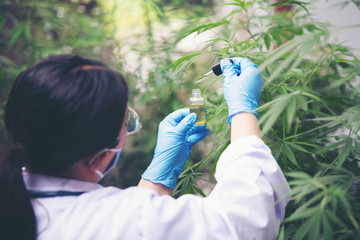 scientist with mask, glasses and gloves checking hemp plants in a greenhouse. Concept of herbal...