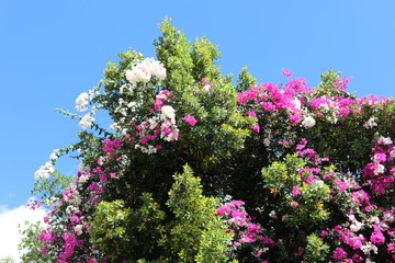 Blumengestrüpp © Bildkind