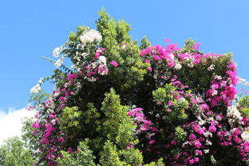 Blumengestrüpp © Bildkind