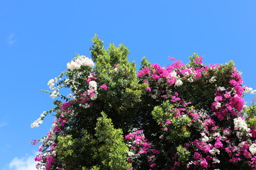 Blumengestrüpp © Bildkind