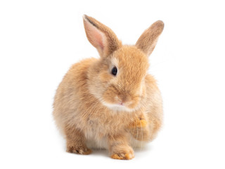 Lovely red-brown rabbit sitting and scratch isolated on white background.