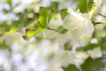 シロヤシオの花