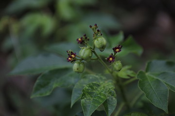 Trauerblümchen