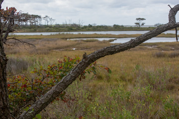 Assateague Island Marsh