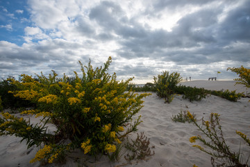 Assateague Goldenrod