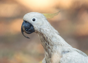 Unwell wild sulphur crested cockatoo in Darwin, Australia