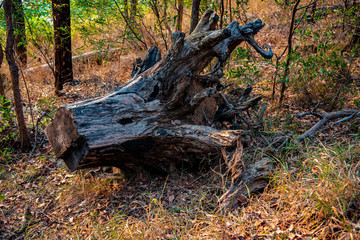 bench in the forest