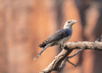 Juvenile channel-billed cuckoo perched on branch