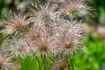 Fruchtstaende der Clematis