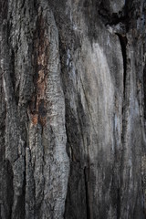 bark of a tree