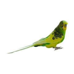 yellow-green male budgerigar on a white background