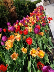Obraz premium tulips in the garden