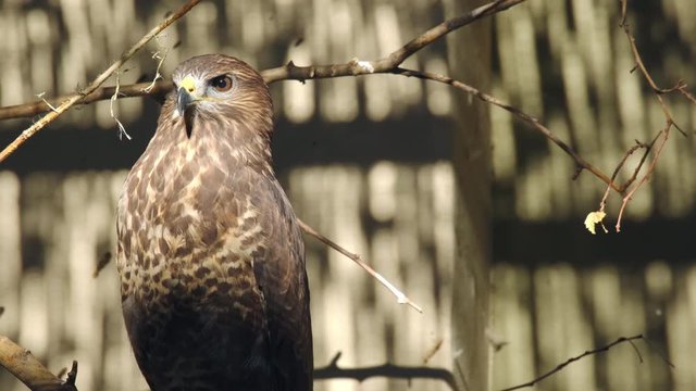 Hawk bird sitting on brach. ProRes 10 Bit mov.