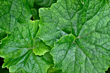 Lush big green leaves of pumpkin squash (Cucurbita).
