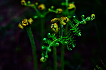 A beautiful fern with dark background.