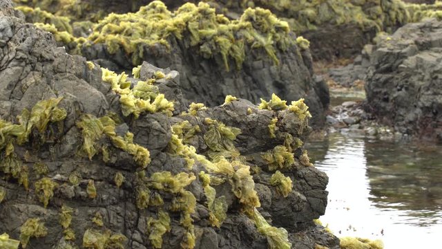 Close up of seaweed on rocks 