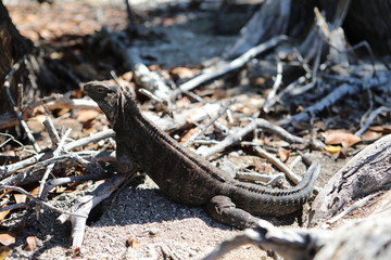 Wirtelschwanzleguane