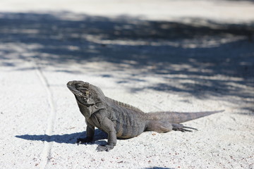 Wirtelschwanzleguane