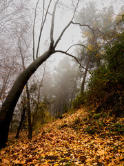 Fototapeta na wymiar autumnal landscape with dry leaves on the ground and fog between the trees