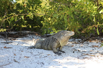 Wirtelschwanzleguane