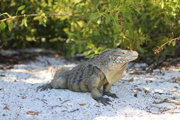 Wirtelschwanzleguane