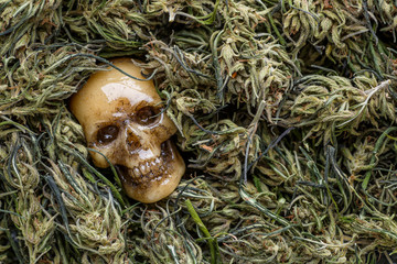 A human skull with a cannabis Bush and a marijuana cone. Scary picture about the deadly addiction to drugs