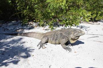 Wirtelschwanzleguane