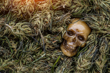 A human skull with a cannabis Bush and a marijuana cone. Scary picture about the deadly addiction...