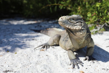 Wirtelschwanzleguane