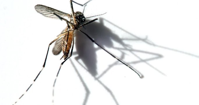 Mosquito , (Aedes aegypti) on white background. Dead mosquitoes.
