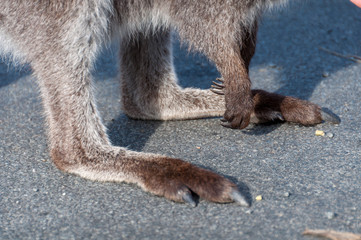 Close up of grey wallaby, kangaroo paws with claws