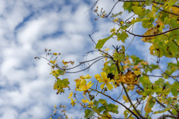 Australian native tree kapok bush with bright yellow flowers