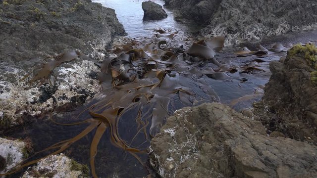kelp in a rock pool on the South Wellington coast in New Zealand