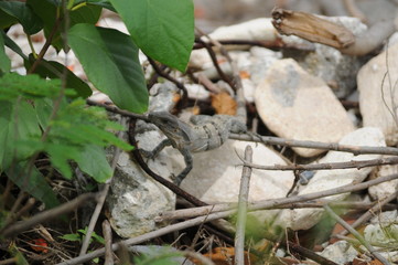 lizard on a rock