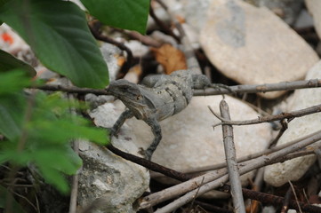 lizard on a rock