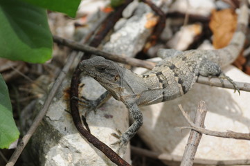lizard on a rock