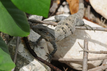 lizard on a rock