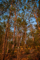 Fototapeta premium autumn in the forest