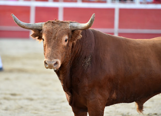 toro en españa con grandes cuernos en una plaza de toros