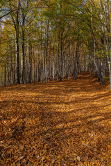 Naklejka na ściany i meble path in forest cover with leaves at autumn