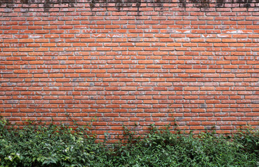 Vintage red brick wall background overgrown with ivy