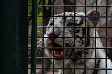 tigre en cautiverio y enojado 