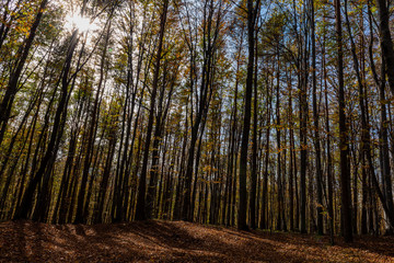 Obraz premium forest in autumn